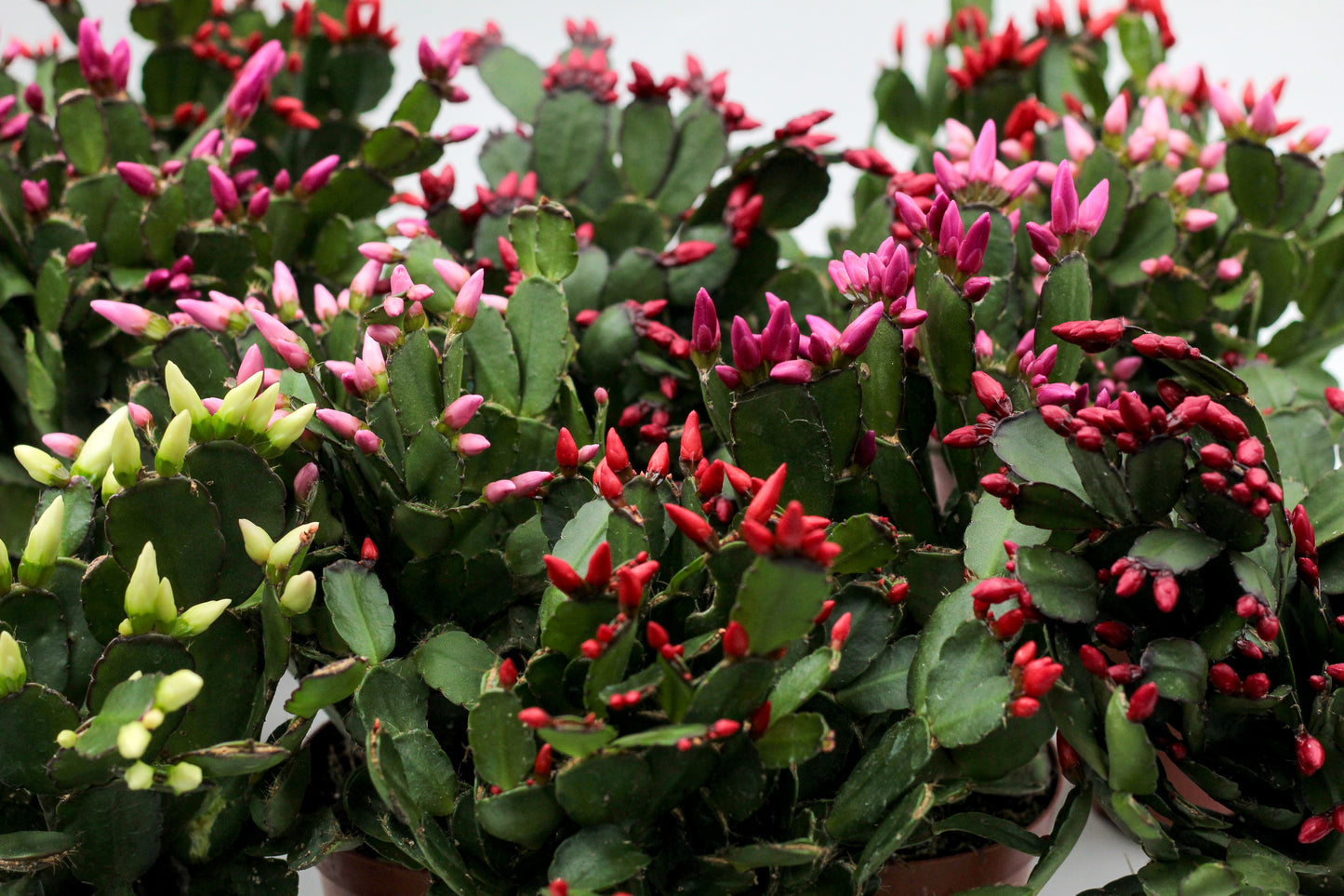 Rhipsalidopsis gaertneri - paascactus met mix met verschillende kleuren bloemen