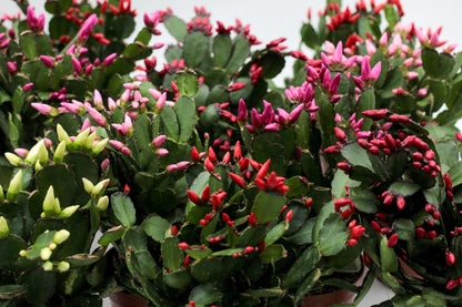 Rhipsalidopsis gaertneri - paascactus met mix met verschillende kleuren bloemen