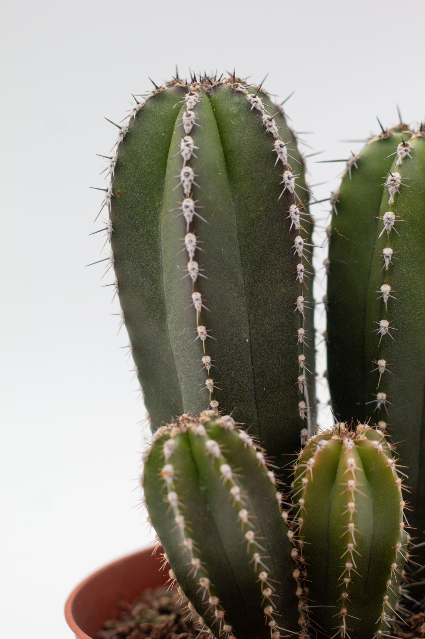 Pachycereus Marginatus Columnar Cactus