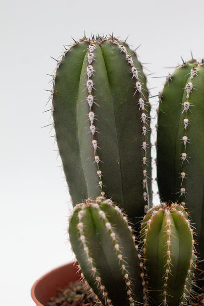 Pachycereus Marginatus Columnar Cactus