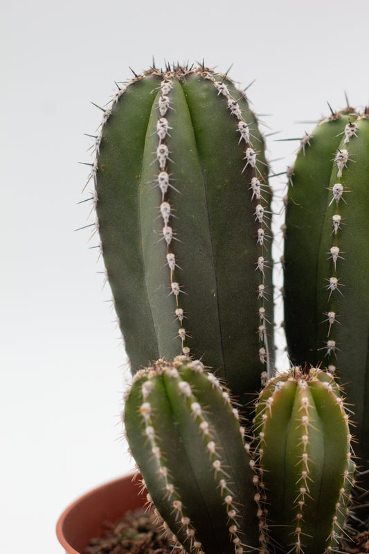 Pachycereus Marginatus