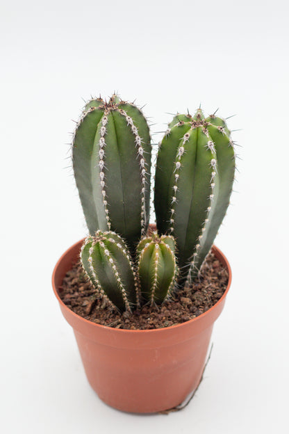 Pachycereus Marginatus Columnar Cactus