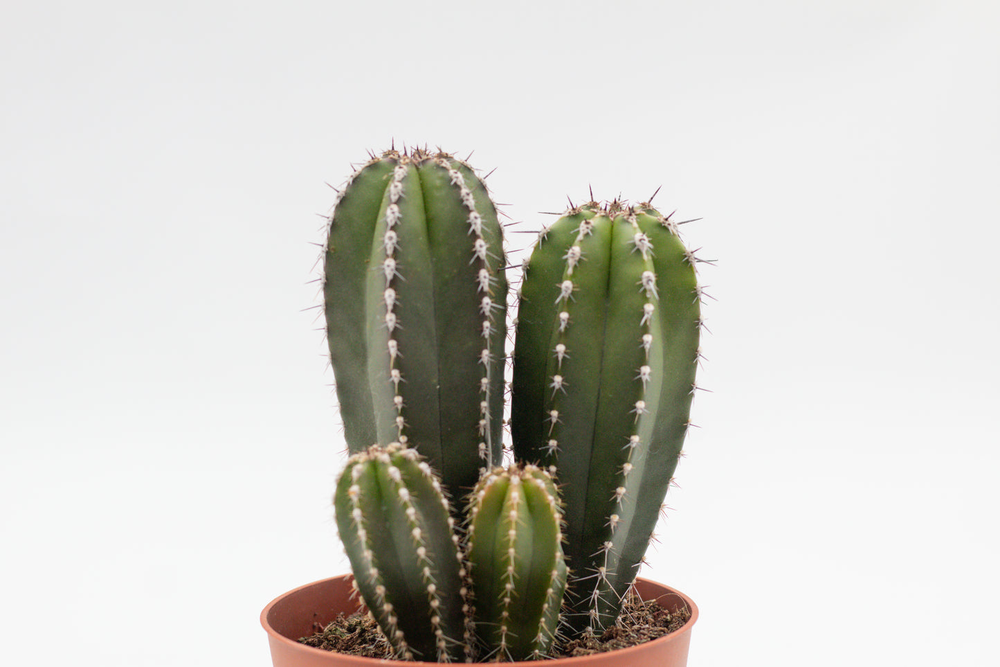 Pachycereus Marginatus Columnar Cactus
