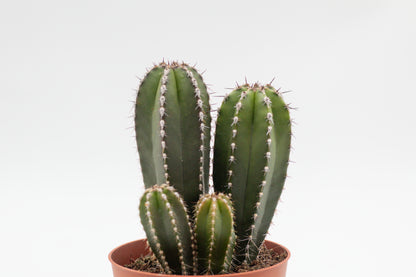 Pachycereus Marginatus Columnar Cactus