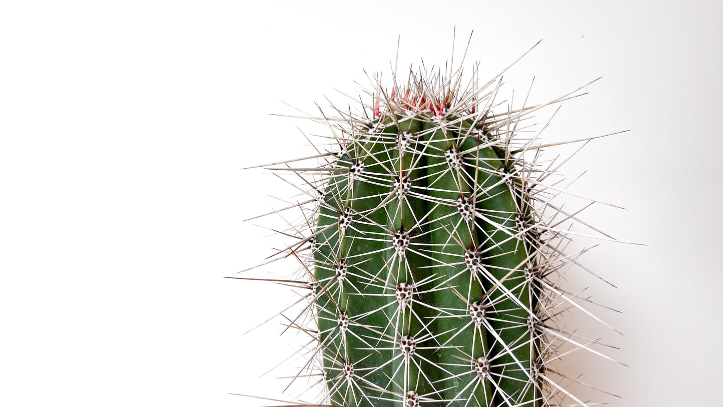 Pachycereus Pringlei groot