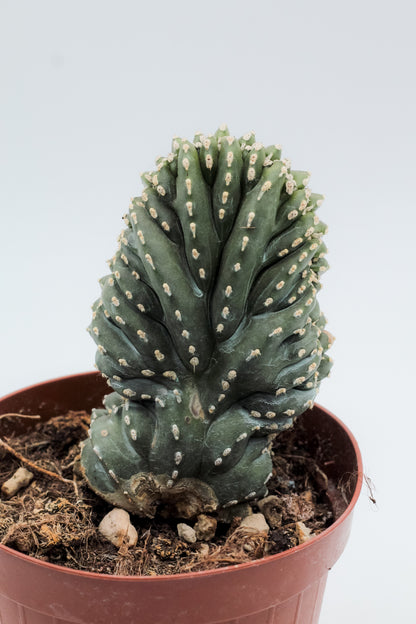 Pachycereus marginatus cristate