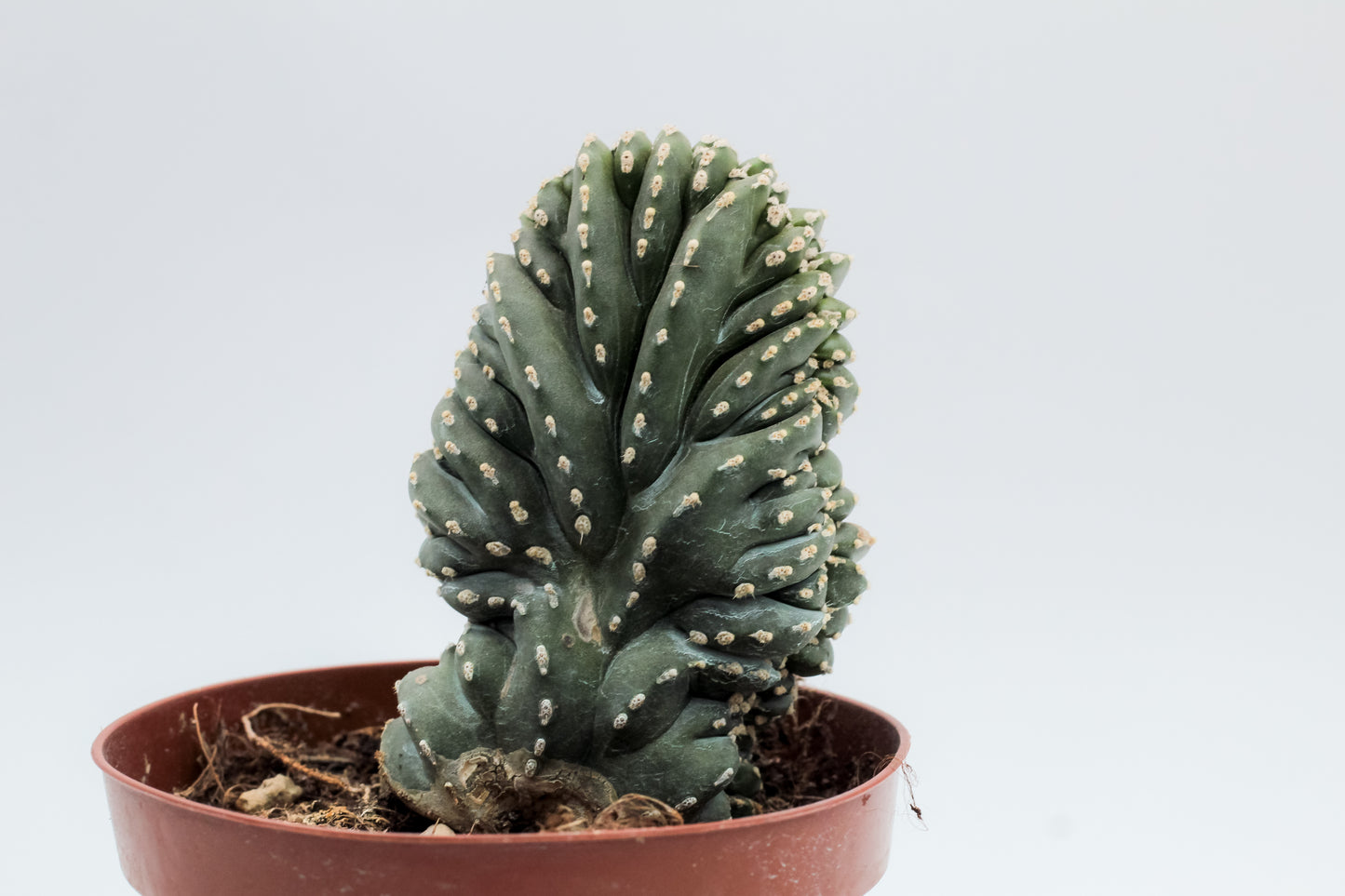 Pachycereus marginatus cristate