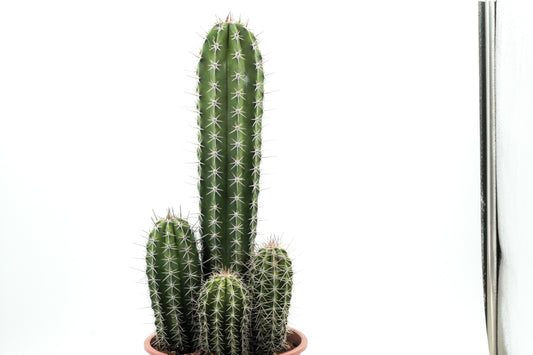 Pachycereus pecten-aboriginum