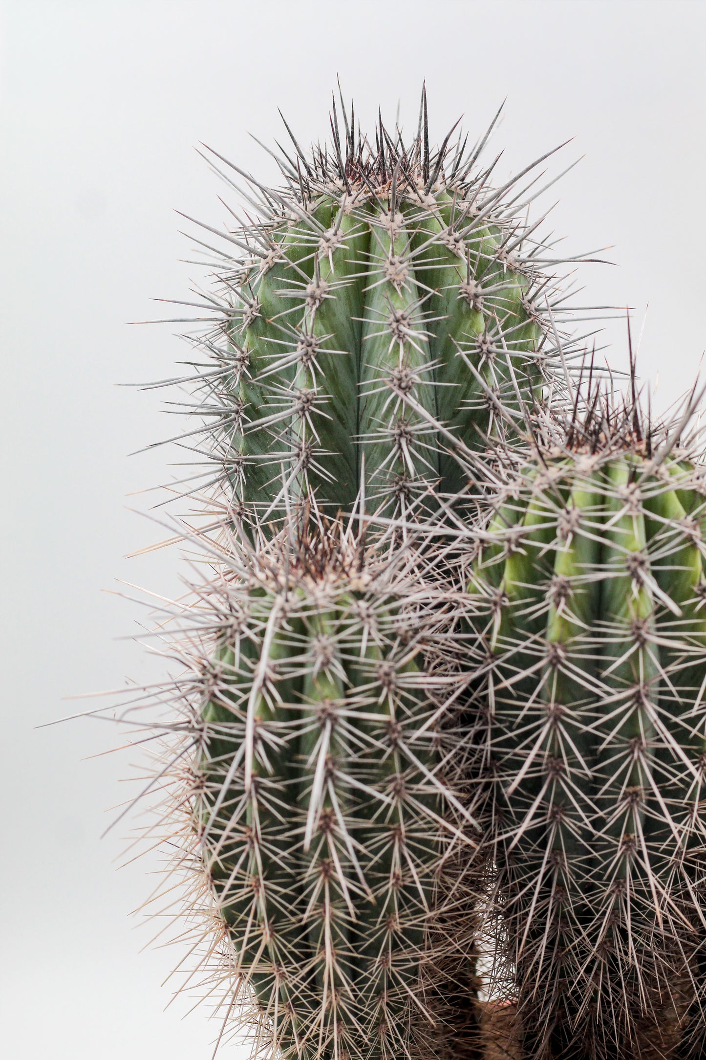 Pachycereus Pringlei large