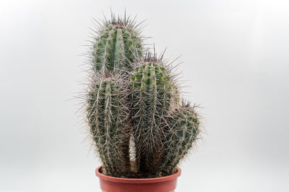 Pachycereus Pringlei large