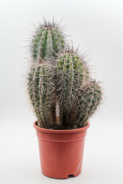 Pachycereus Pringlei large