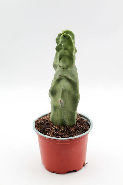 Pachycereus schottii var. monstrosus 'mieckleyanus form'