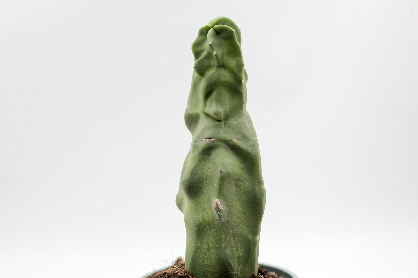 Pachycereus schottii var. monstrosus 'mieckleyanus form'