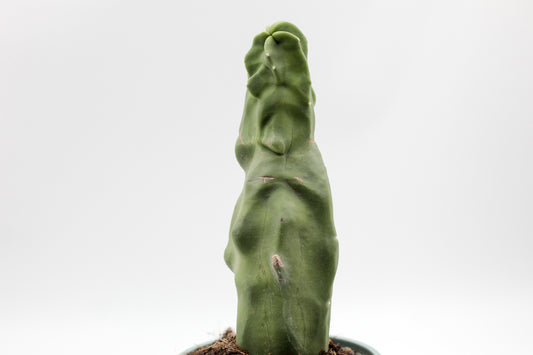 Pachycereus schottii var. monstrosus 'mieckleyanus form'