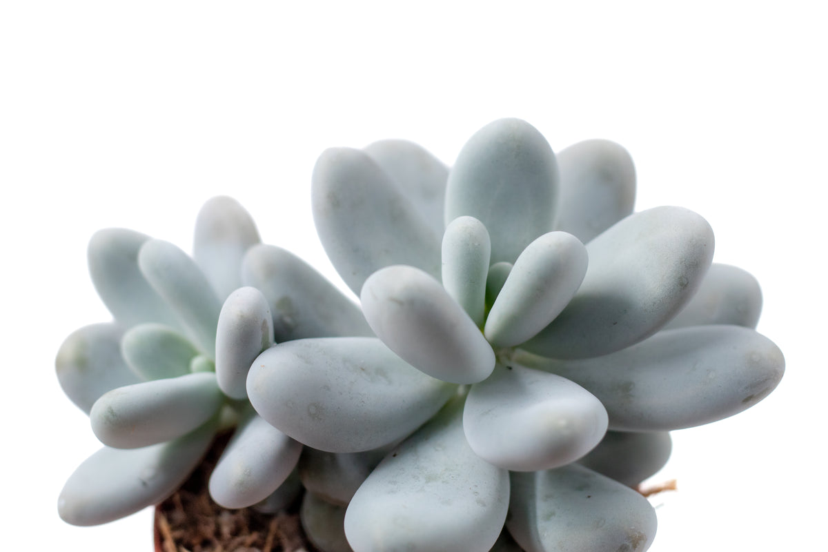 Pachyphytum Oviferum "moonstones"