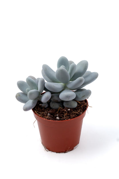 Pachyphytum Oviferum "moonstones"