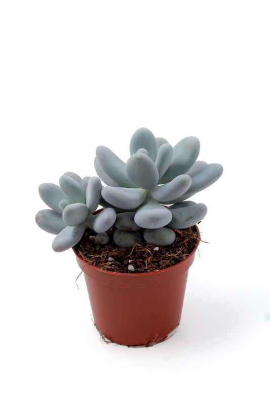 Pachyphytum Oviferum "moonstones"
