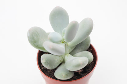 Pachyphytum Oviferum "moonstones"