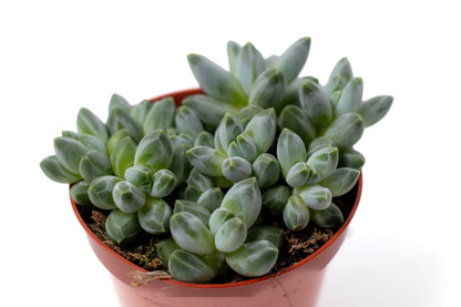Pachyphytum compactum "little jewel"