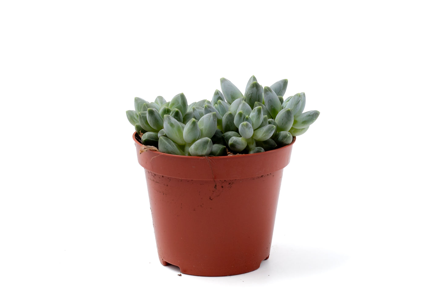 Pachyphytum compactum "little jewel"