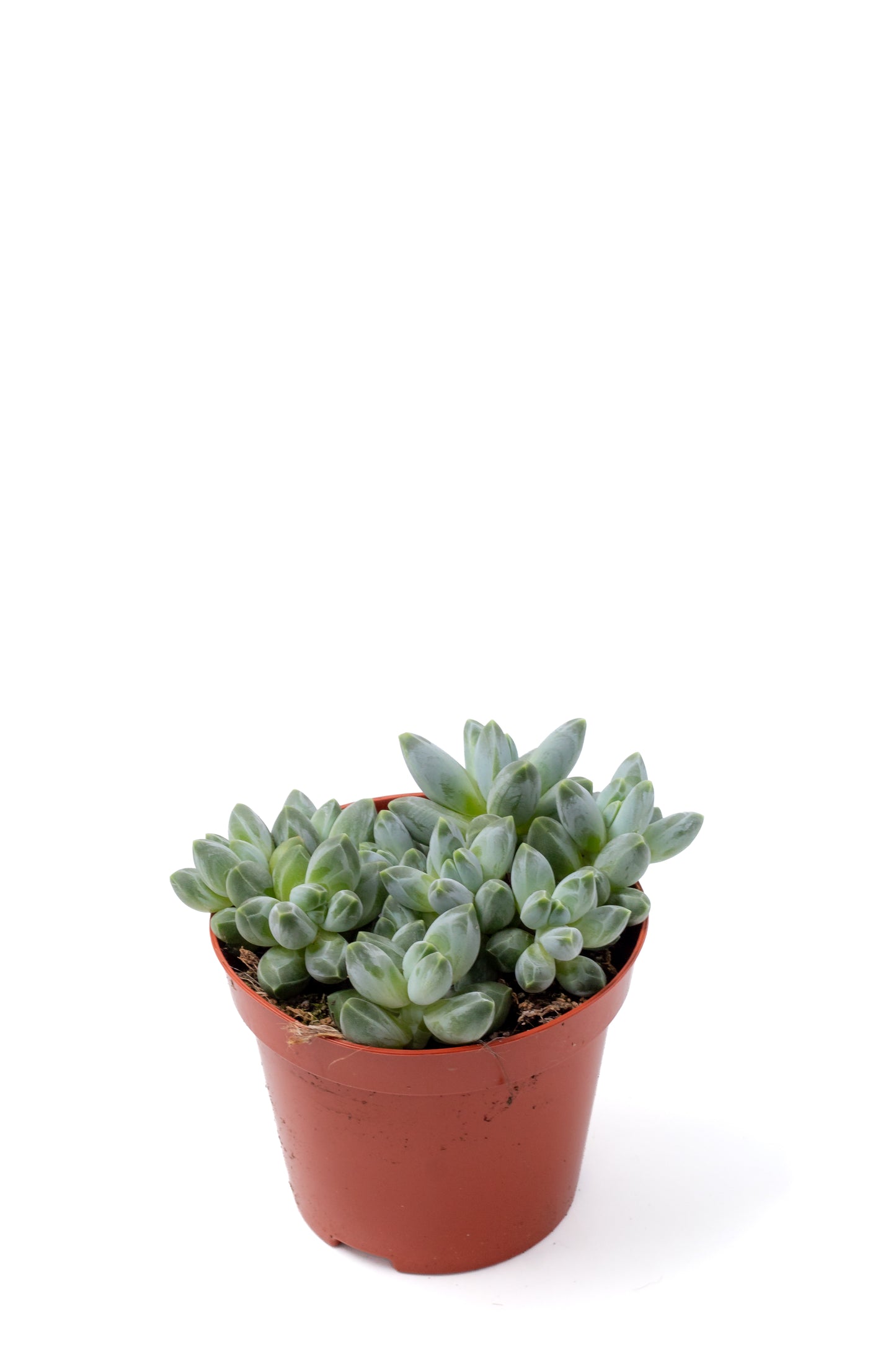 Pachyphytum compactum "little jewel"