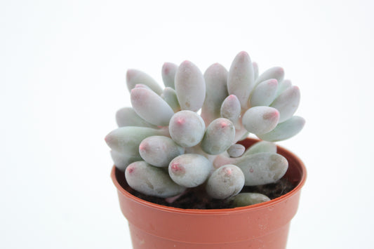 Pachyphytum machucae