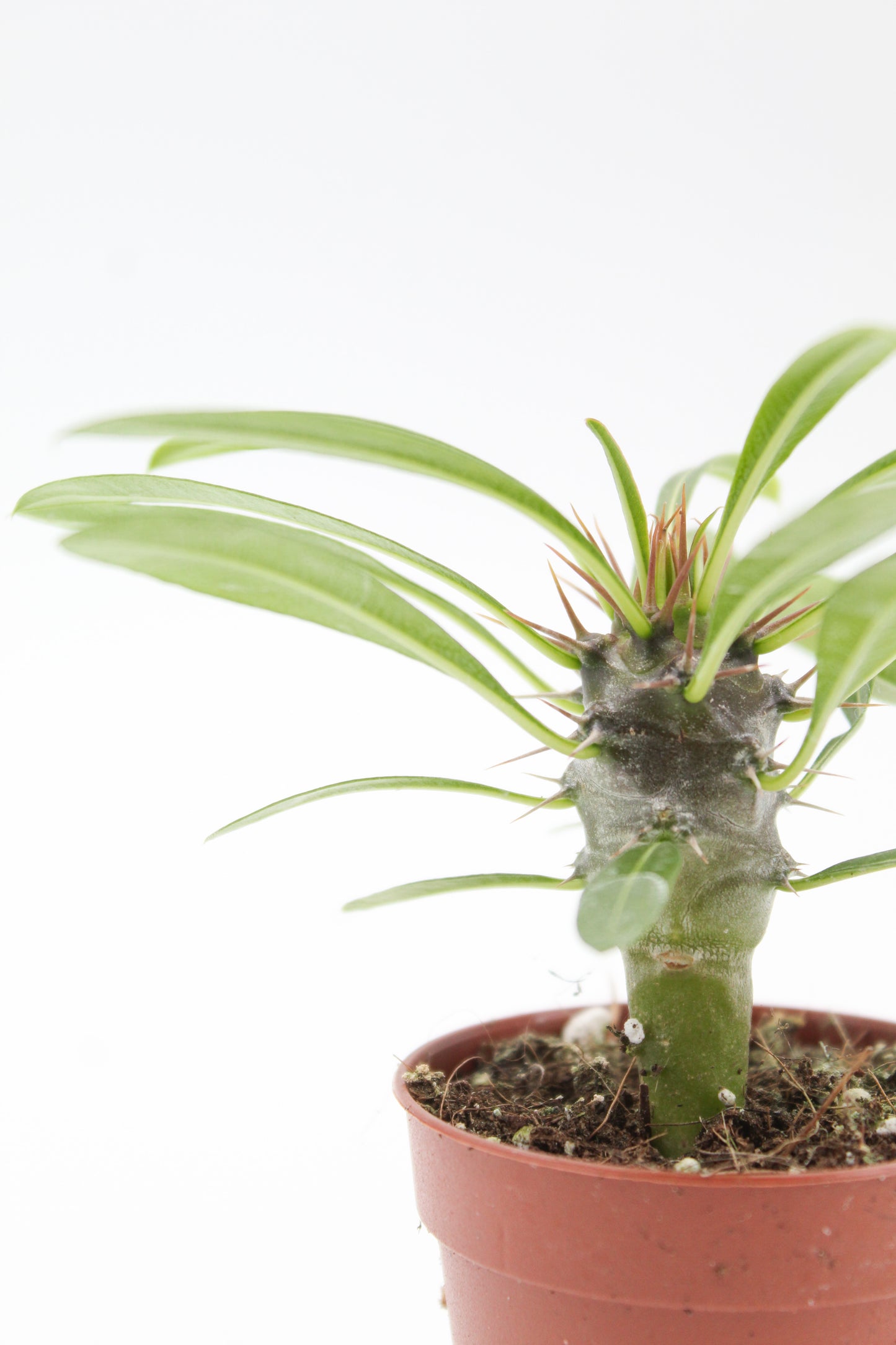 Pachypodium Lamerei " Madagascar Palm "budget skewer special"