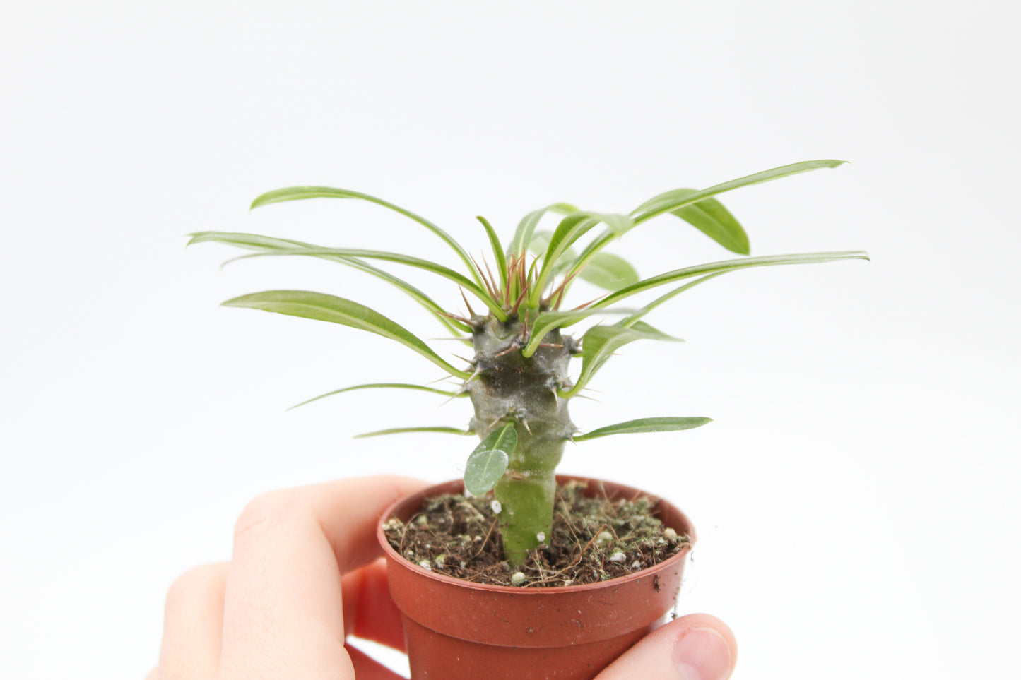 Pachypodium Lamerei " Madagascar Palm "budget skewer special"