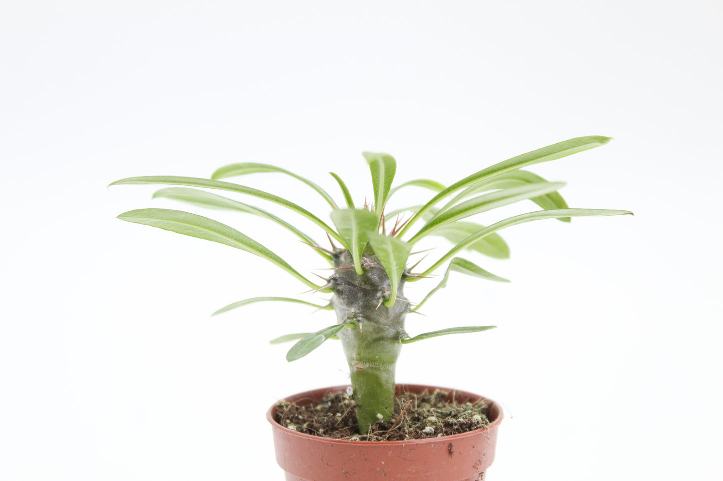 Pachypodium Lamerei " Madagascar Palm "budget skewer special"