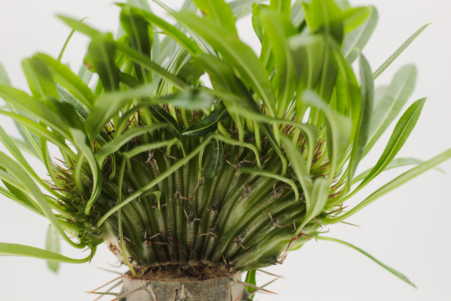 Pachypodium Lamerei cristate (grafted)