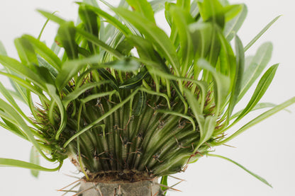 Pachypodium Lamerei cristate (grafted)