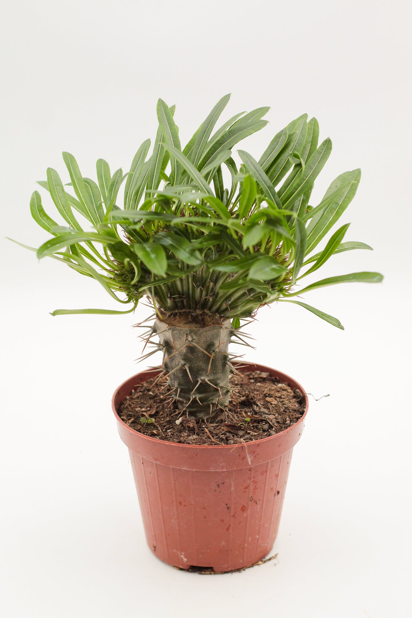 Pachypodium Lamerei cristate (grafted)