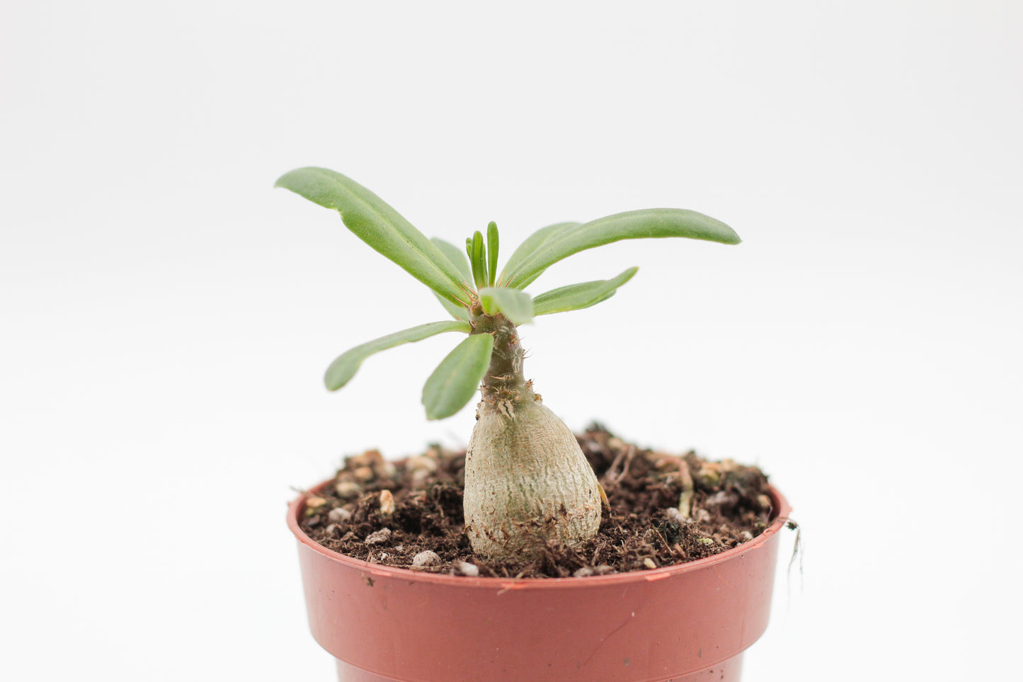Pachypodium succulentum caudex