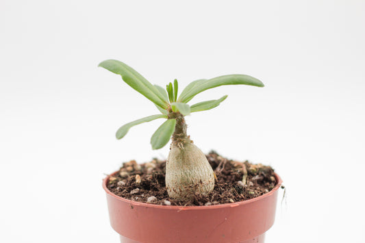Pachypodium succulentum caudex