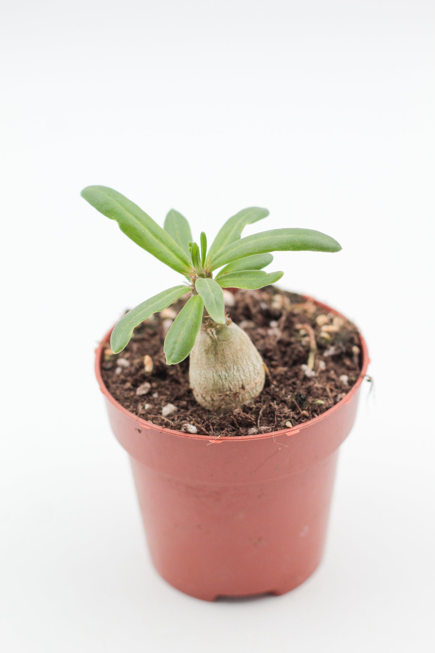Pachypodium succulentum caudex