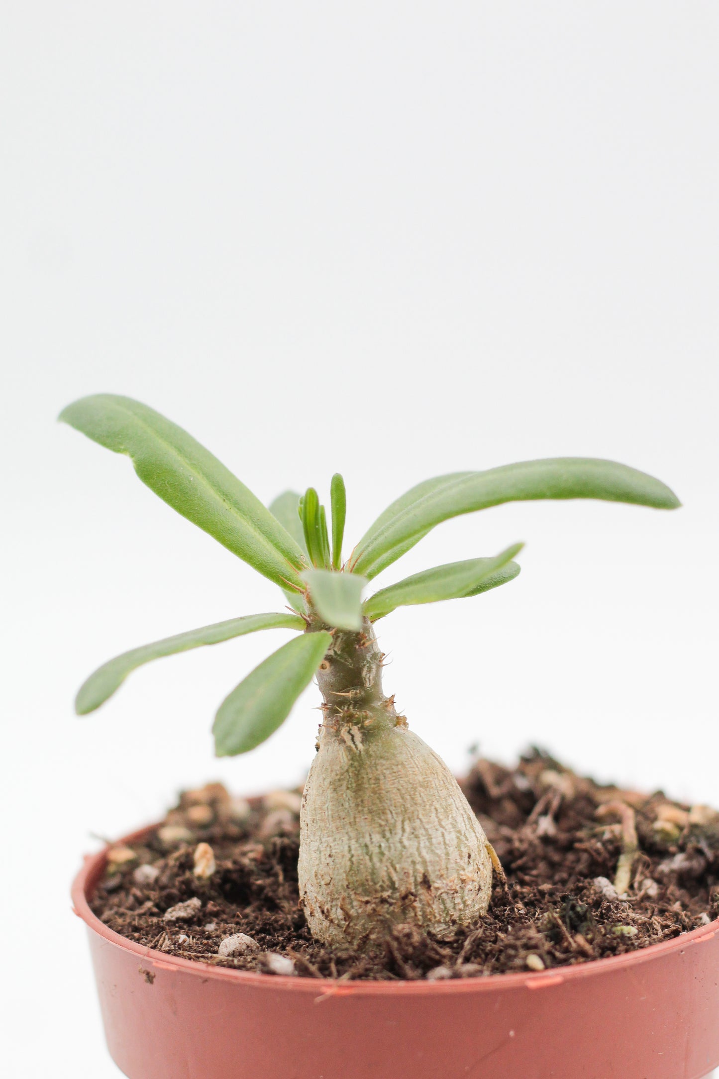 Pachypodium succulentum caudex