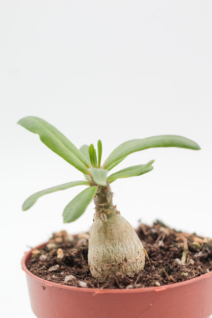 Pachypodium succulentum caudex