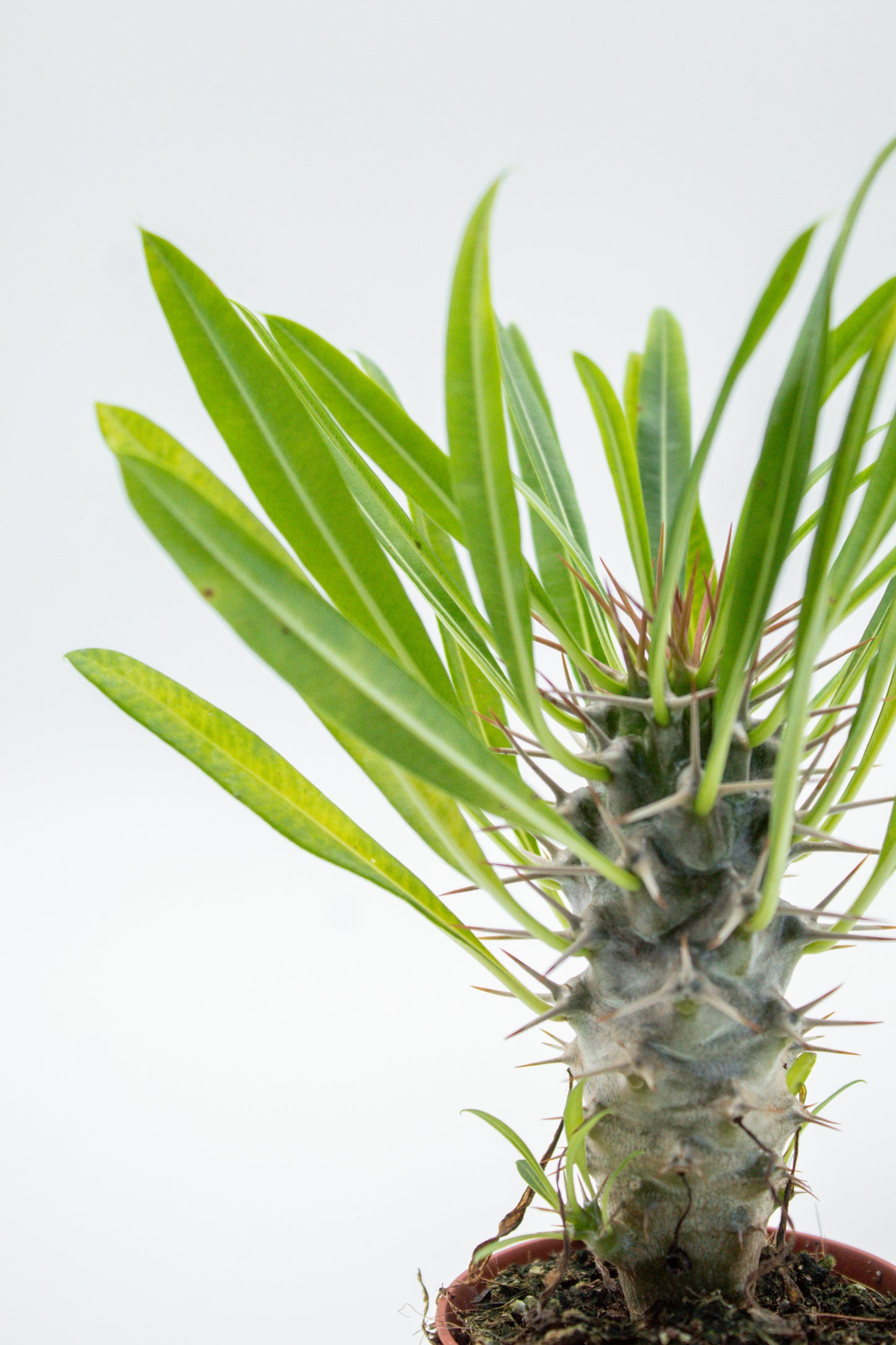 Pachypodium Lamerei " Madagaskar Palm "budget prikker special"