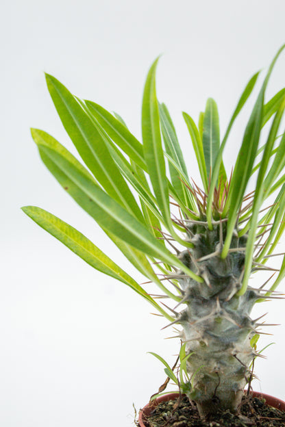 Pachypodium Lamerei " Madagaskar Palm "budget prikker special"