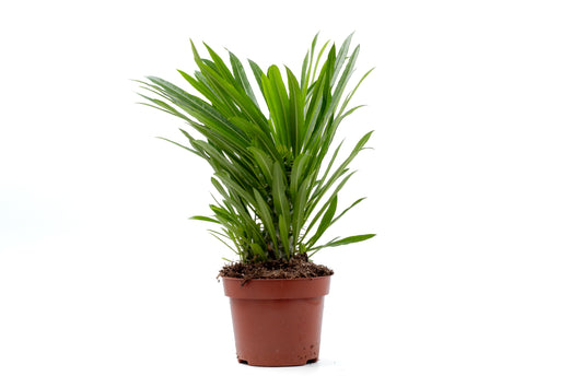 Pachypodium Lamerei " Madagaskar Palm "budget prikker special"
