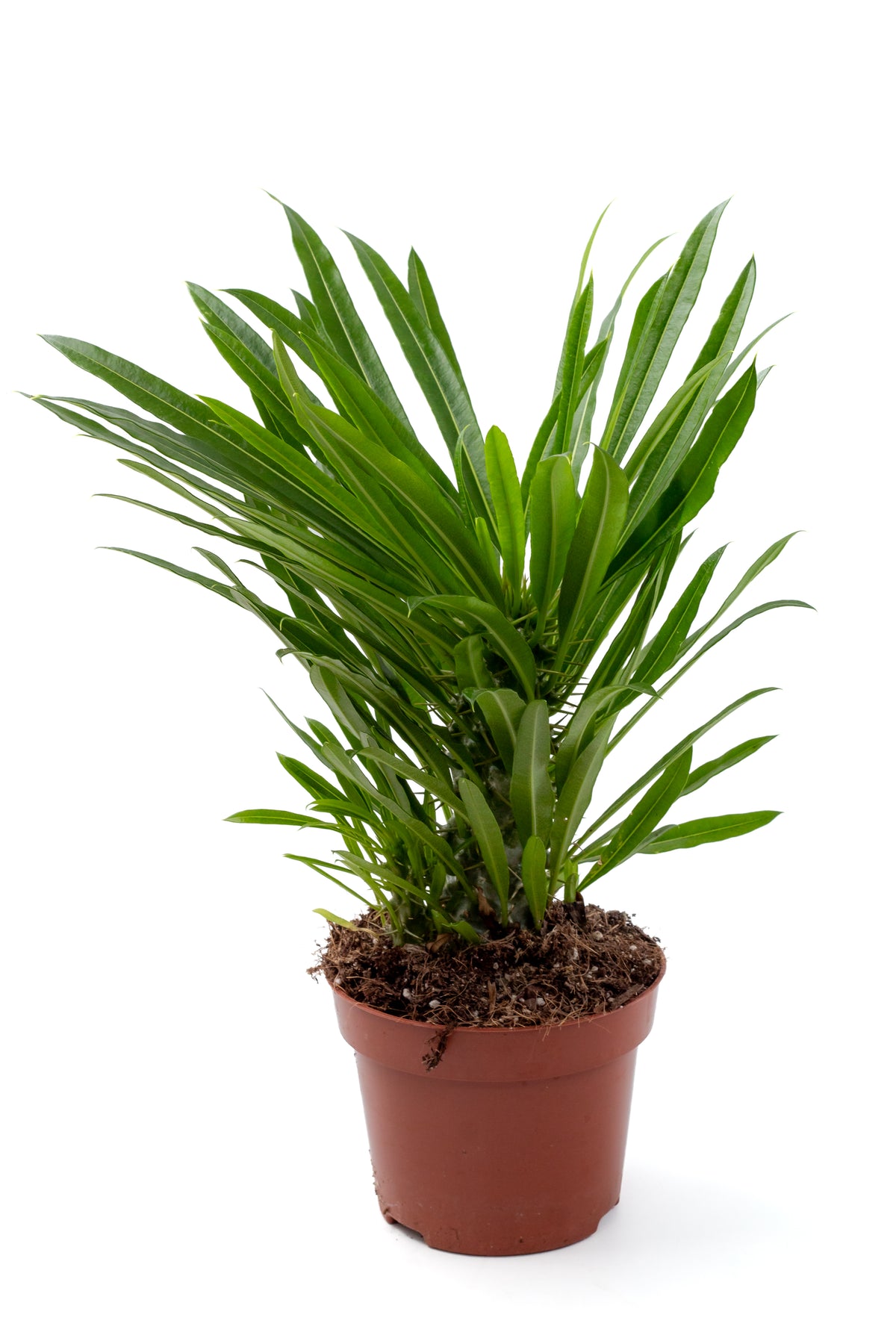 Pachypodium Lamerei " Madagaskar Palm "budget prikker special"