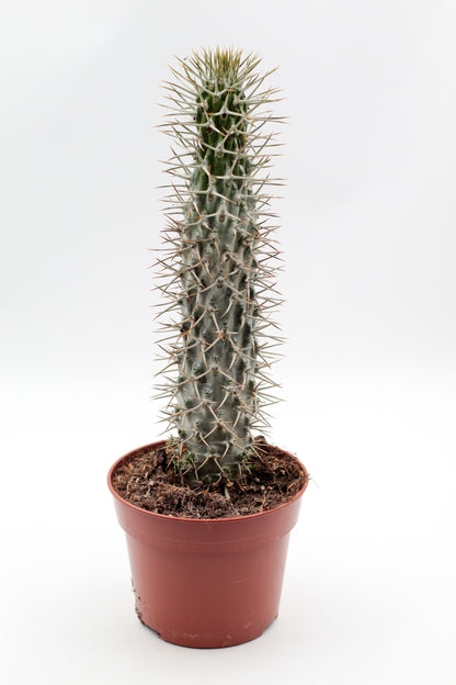 Pachypodium Lamerei " Madagaskar Palm "budget prikker special"
