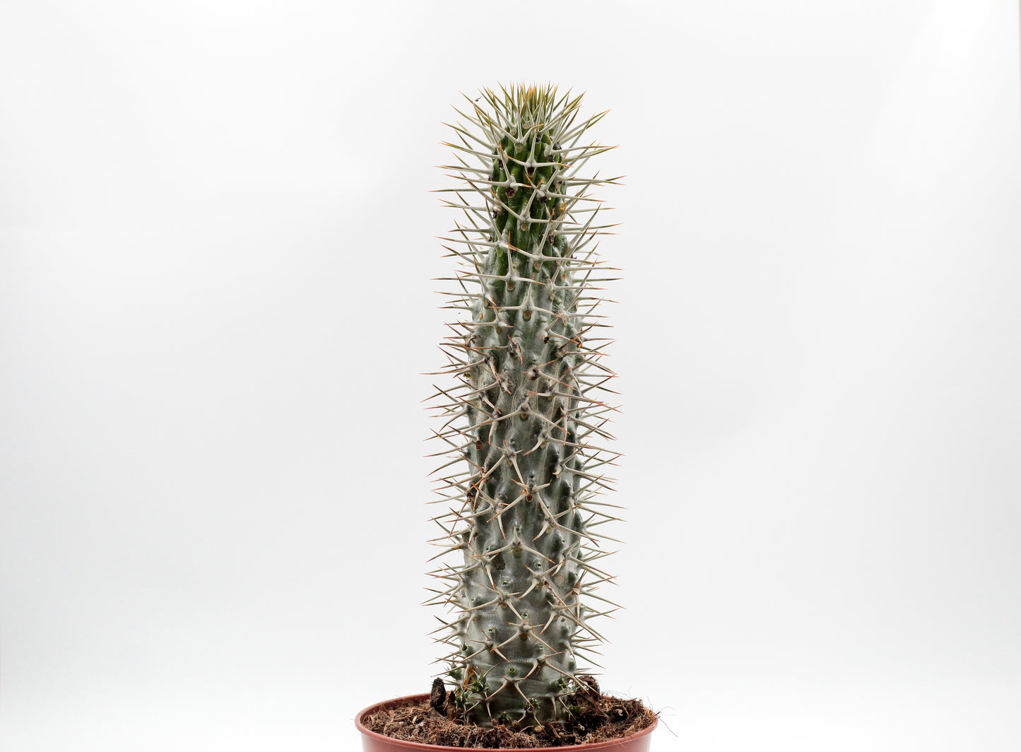 Pachypodium Lamerei " Madagaskar Palm "budget prikker special"