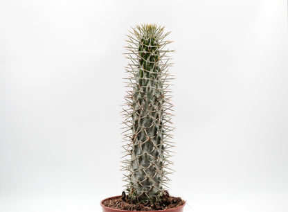 Pachypodium Lamerei " Madagaskar Palm "budget prikker special"