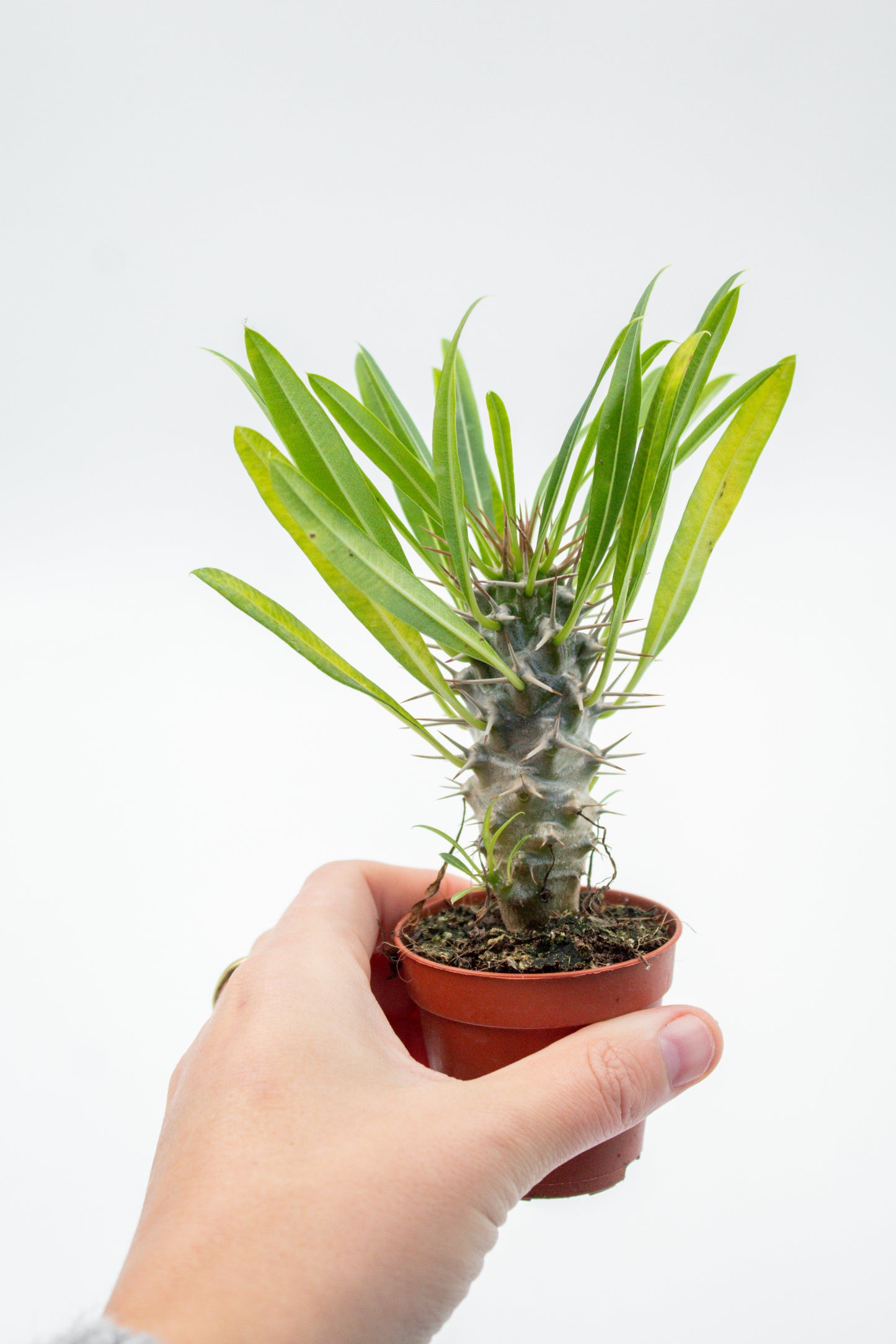 Pachypodium Lamerei " Madagaskar Palm "budget prikker special"