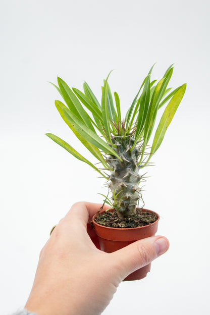 Pachypodium Lamerei " Madagaskar Palm "budget prikker special"