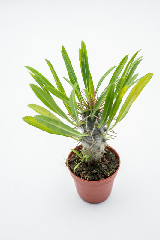 Pachypodium Lamerei " Madagaskar Palm "budget prikker special"
