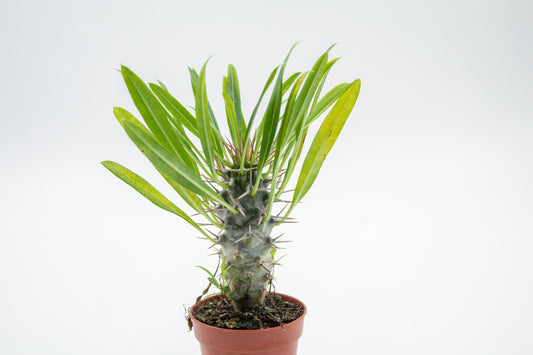 Pachypodium Lamerei " Madagaskar Palm "budget prikker special"