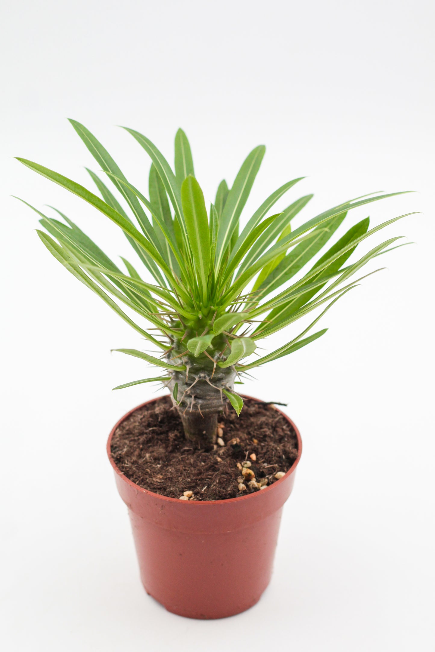 Pachypodium Lamerei " Madagaskar Palm "budget prikker special"