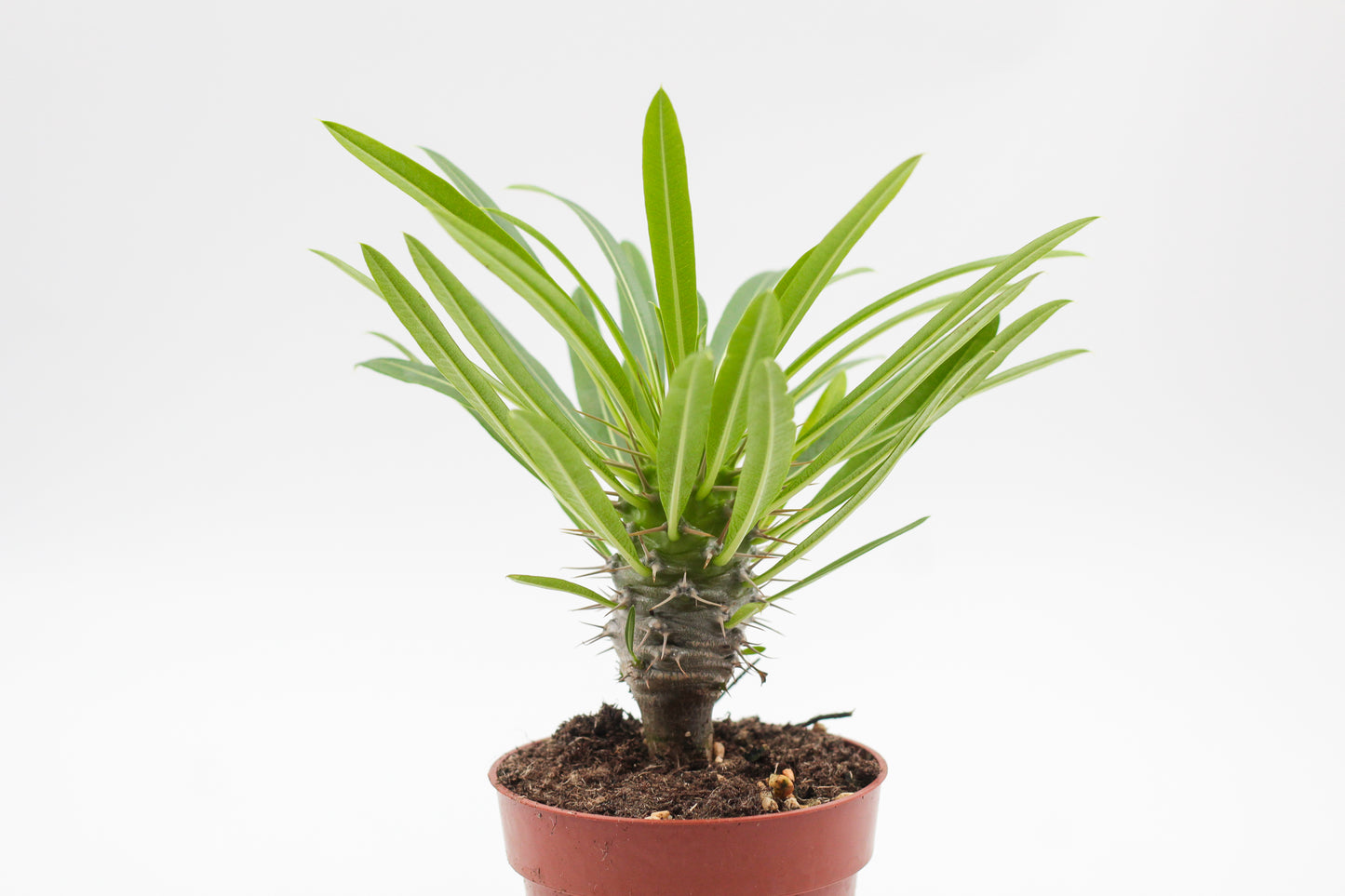 Pachypodium Lamerei " Madagaskar Palm "budget prikker special"